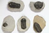 Lot: Assorted Devonian Trilobites - Pieces #119885-1